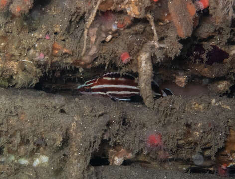 Image of Yelloweye rockfish