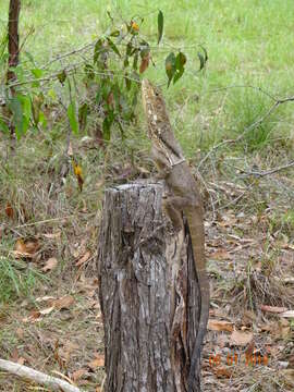 Image of Frilled Lizard