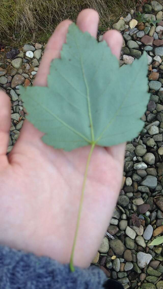 صورة Acer rubrum var. rubrum