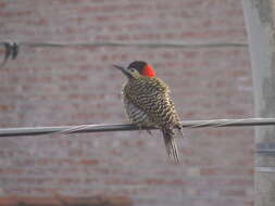 Image of Green-barred Woodpecker