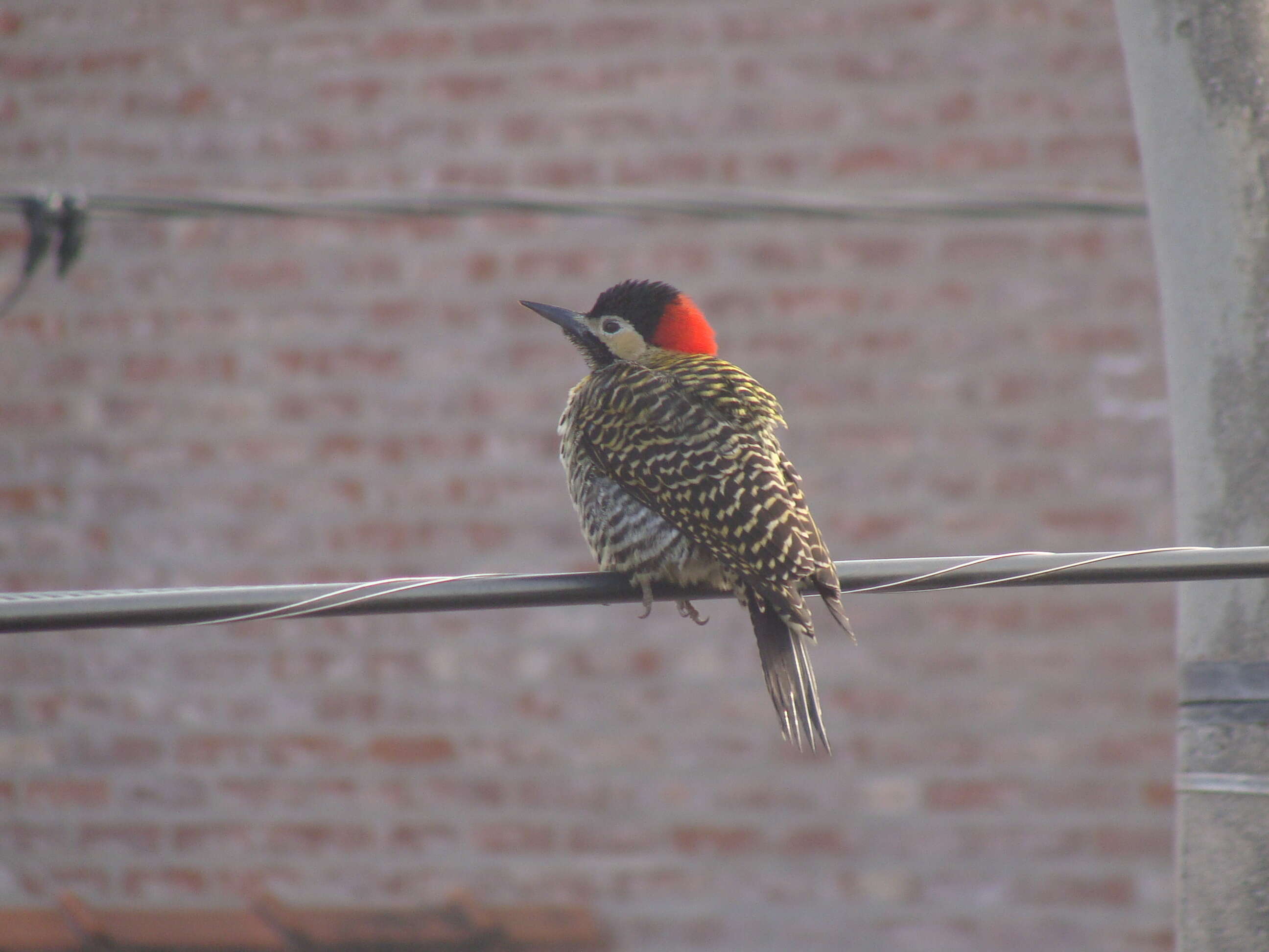 Image of Green-barred Woodpecker