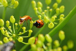 Image of wild parsnip