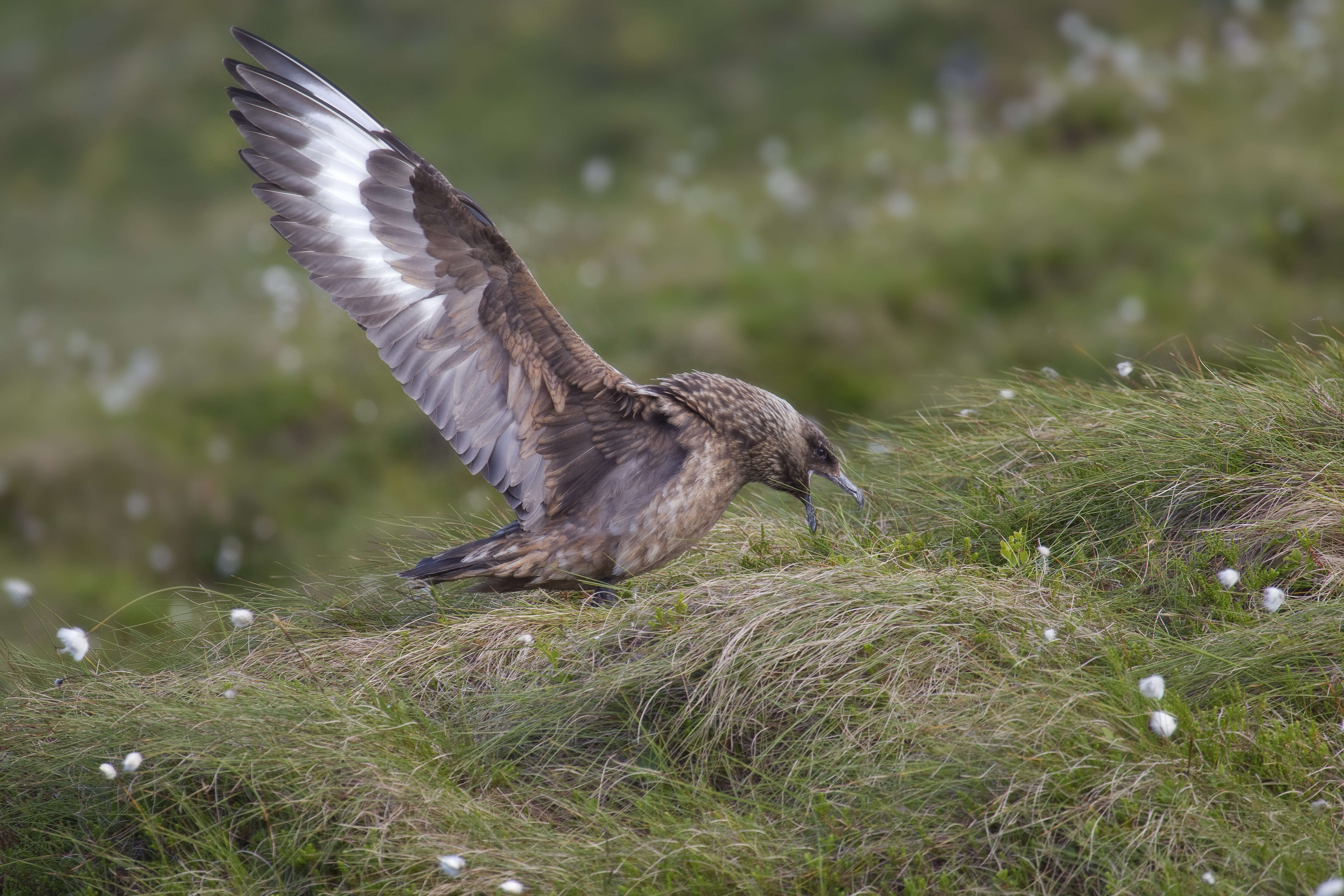 Plancia ëd Stercorarius skua (Brünnich 1764)