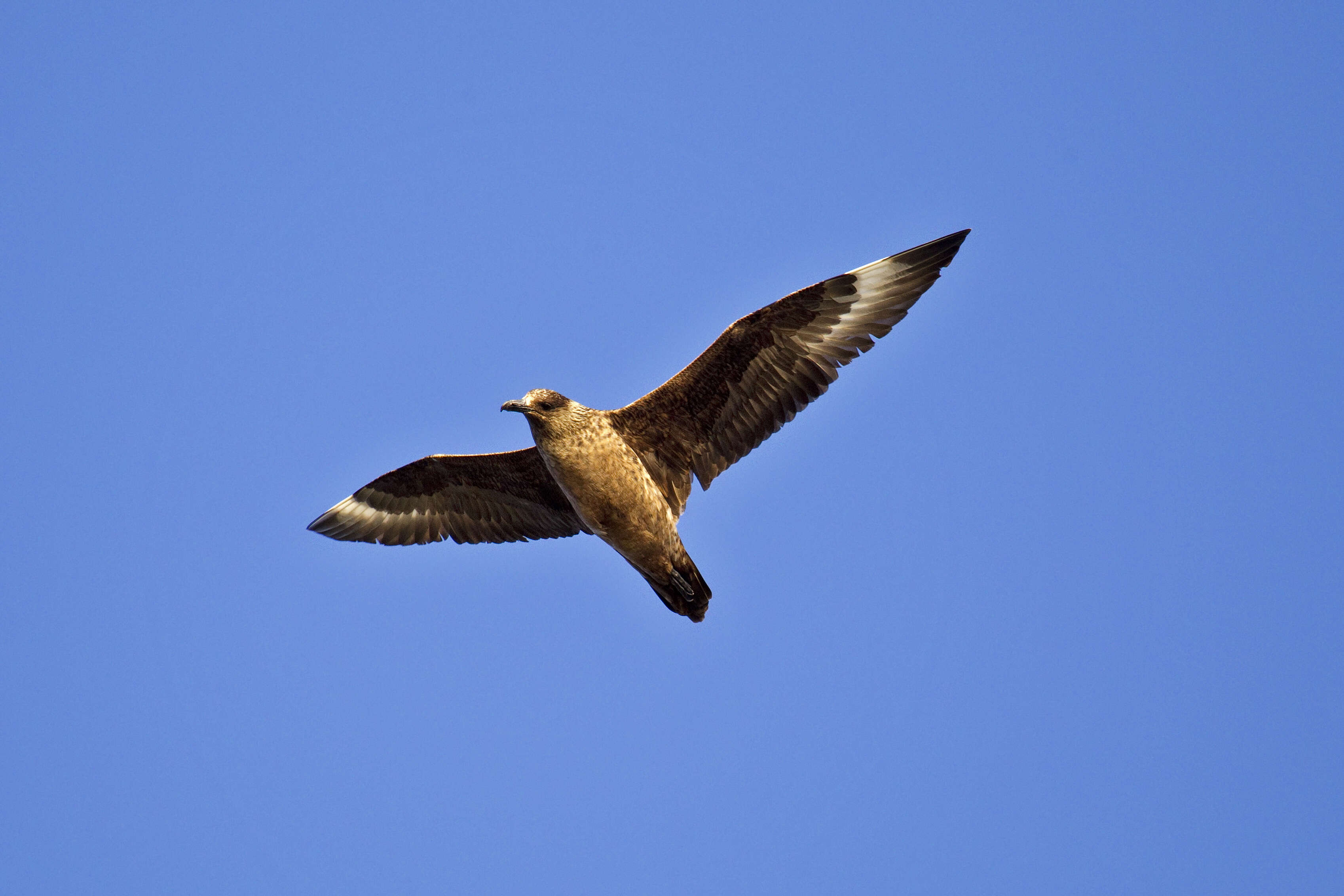 Plancia ëd Stercorarius skua (Brünnich 1764)