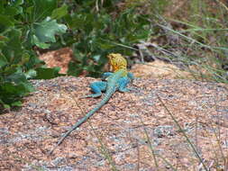 Image of Eastern Collared Lizard