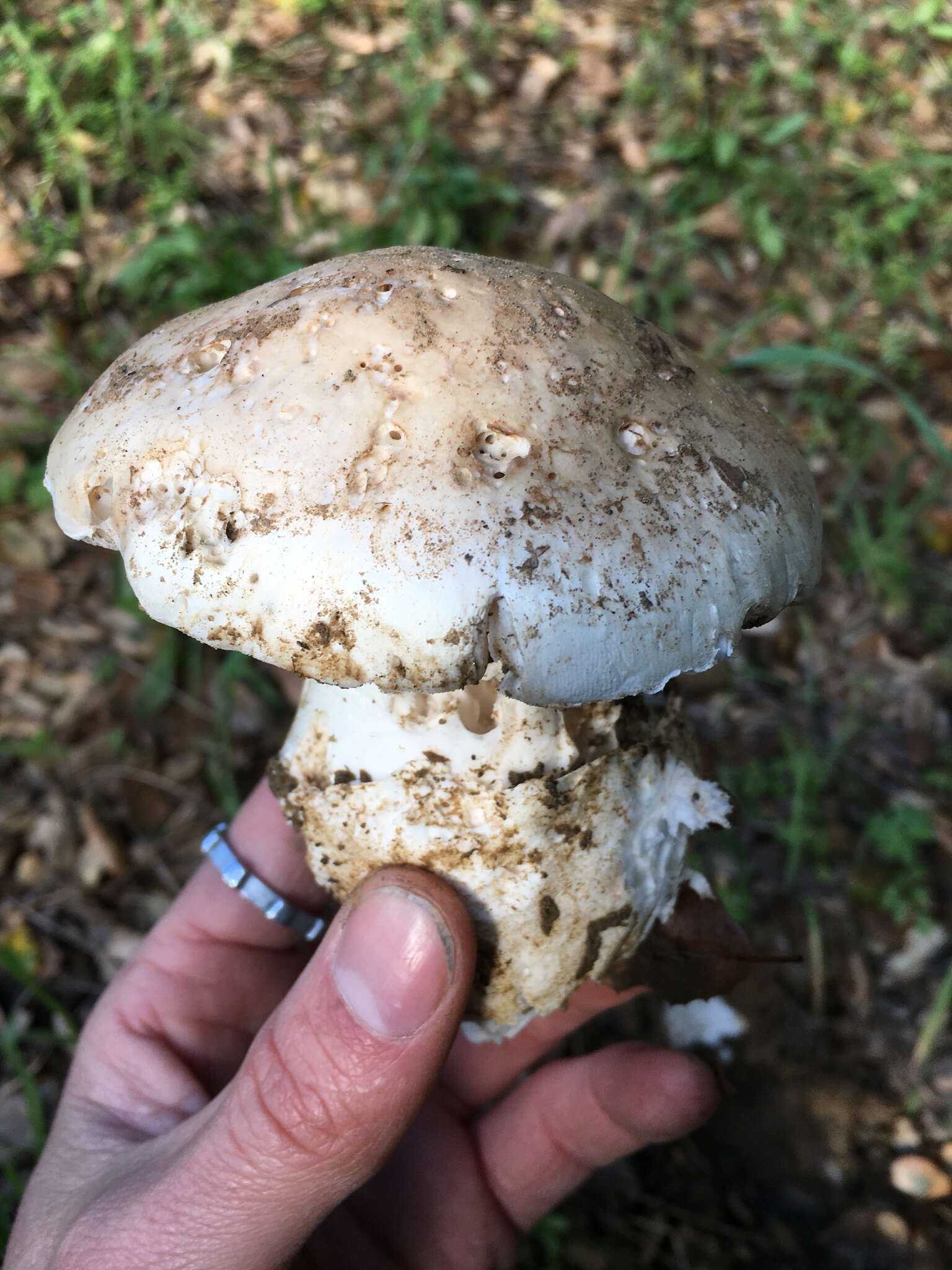 Image of Western North American Destroying Angel