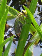 Image of Green Hawker