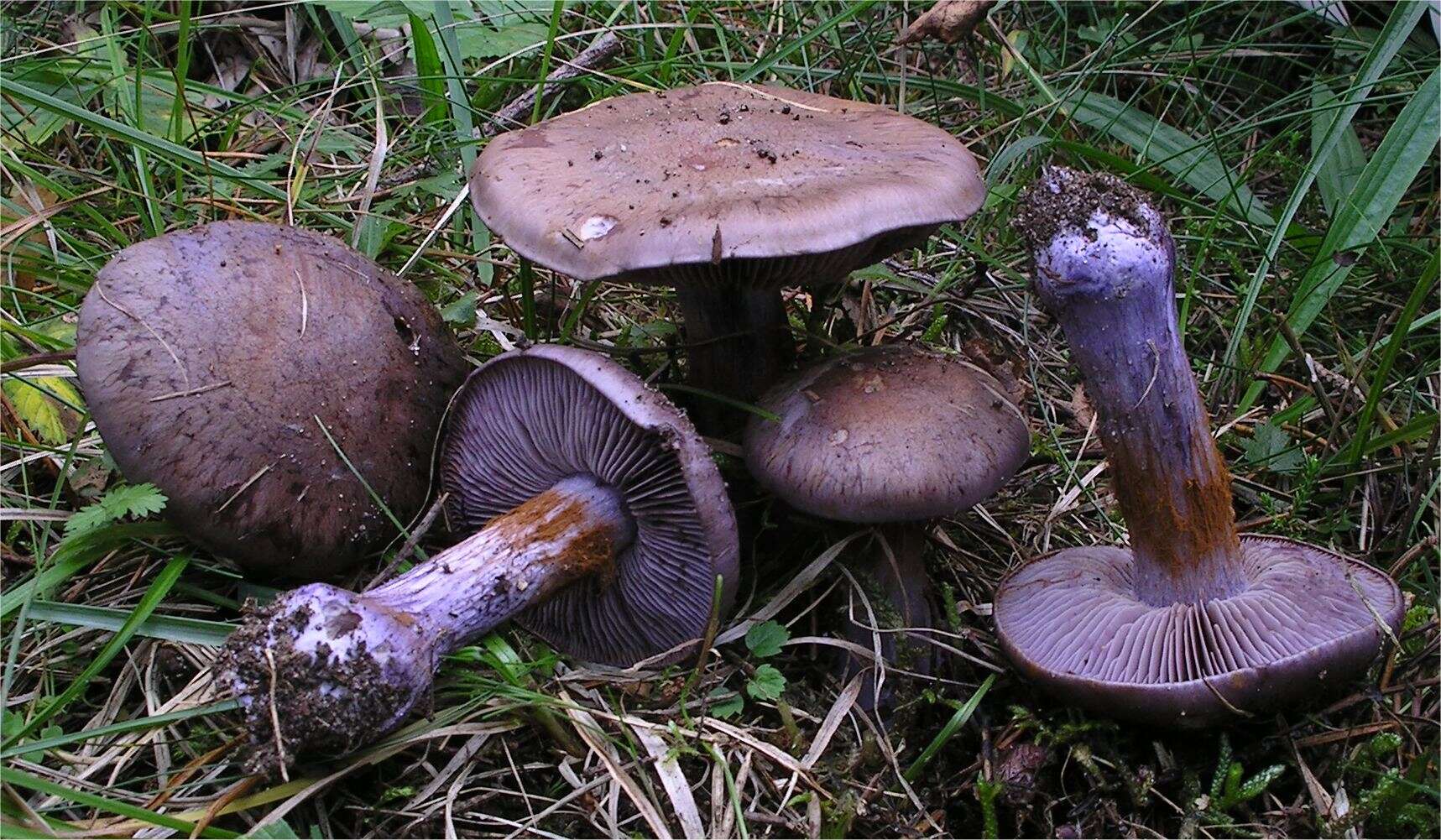 Image of Cortinarius purpurascens Fr. 1838