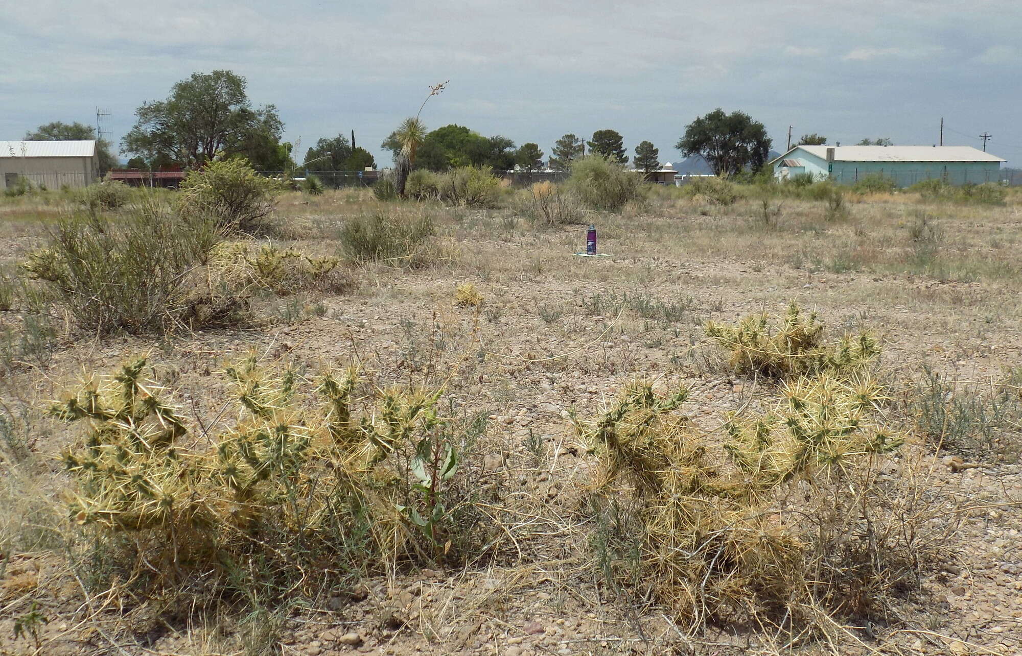 Image of thistle cholla