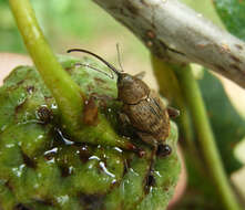 Imagem de Curculio