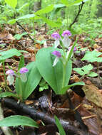 Image of showy orchid