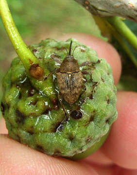 Image of Acorn weevil