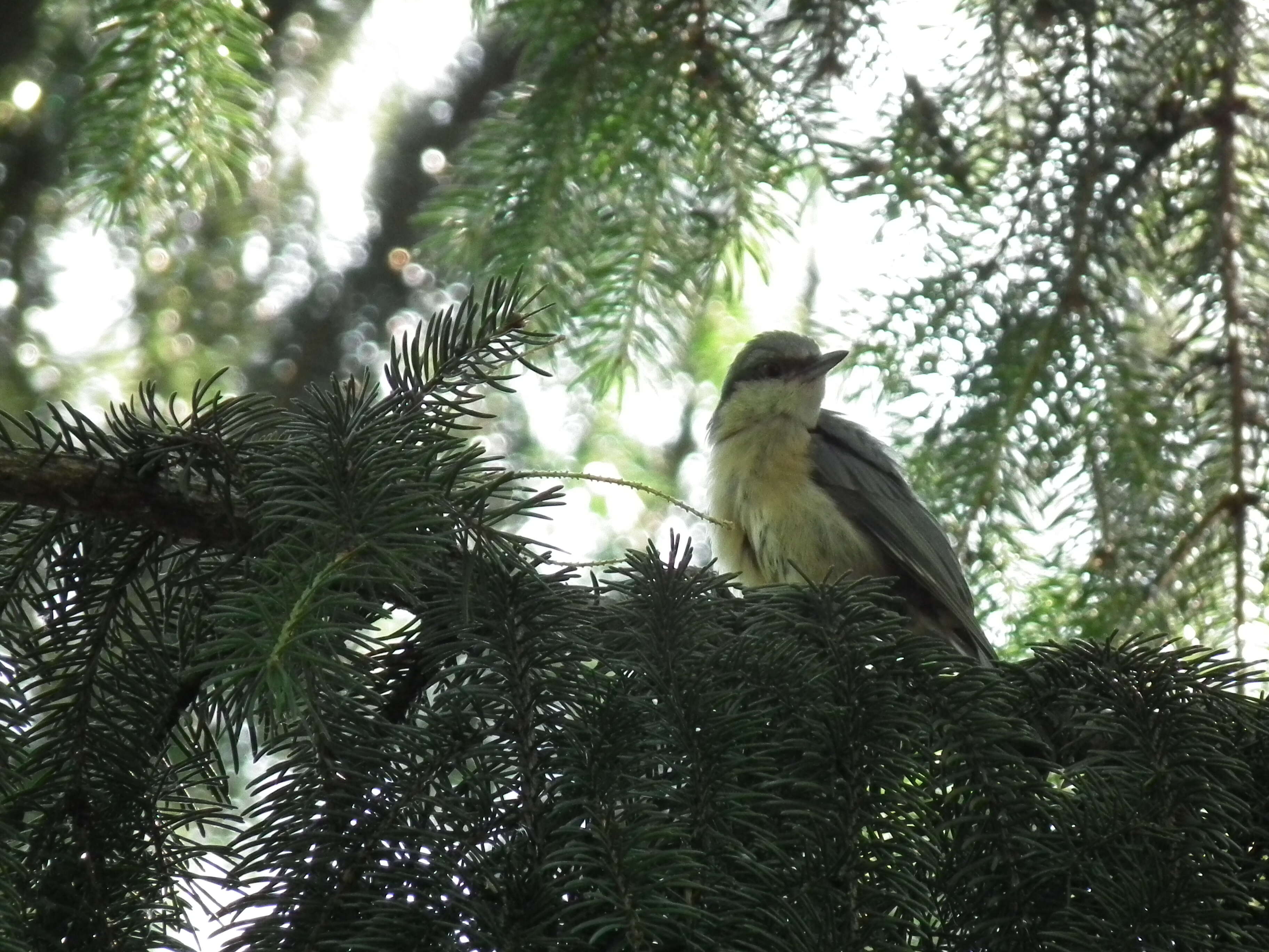 Image of Eurasian Nuthatch