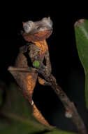 Image of Leaf-tailed gecko