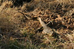 Image of Varanus niloticus