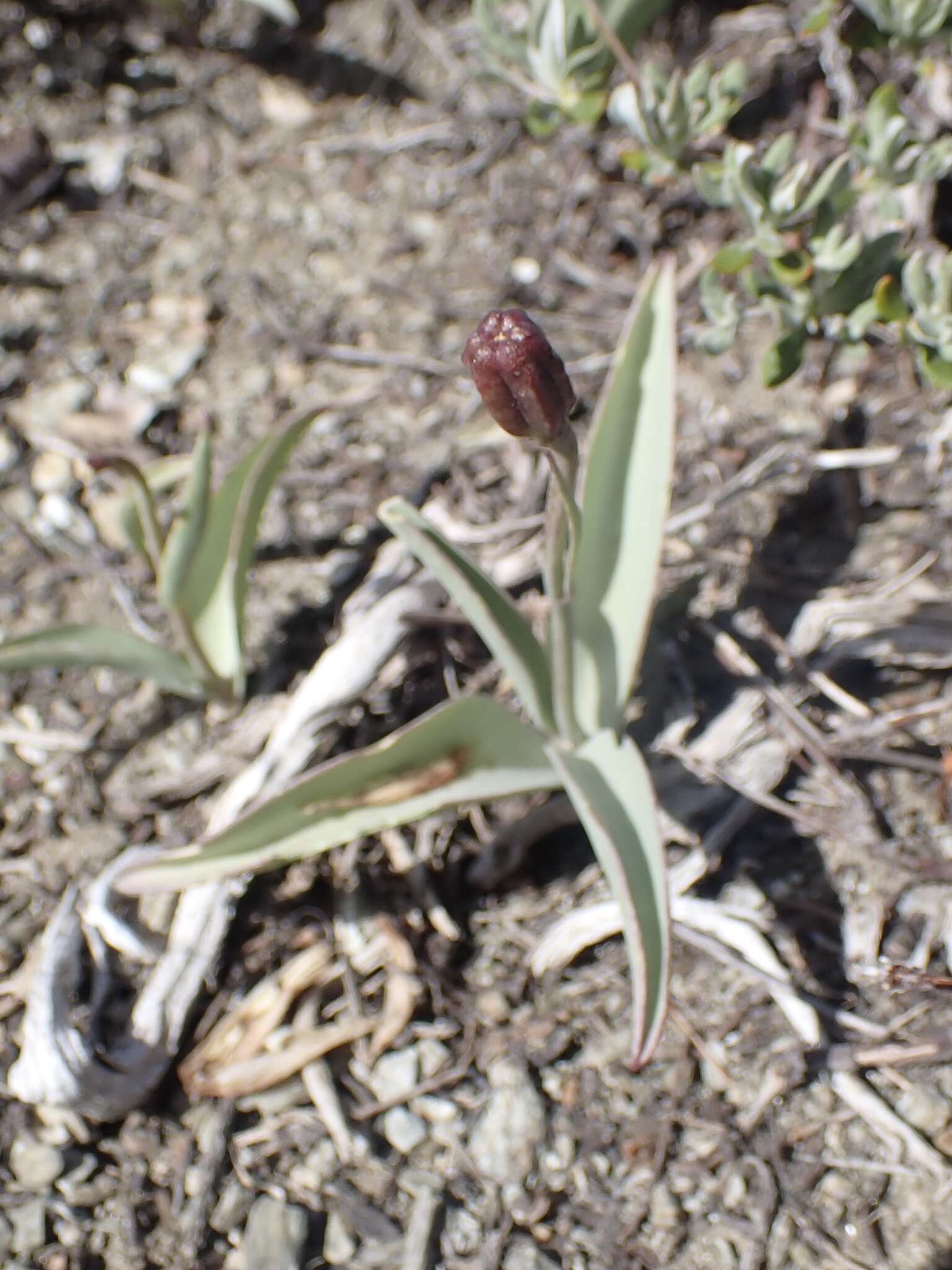 Image of Siskiyou fritillary