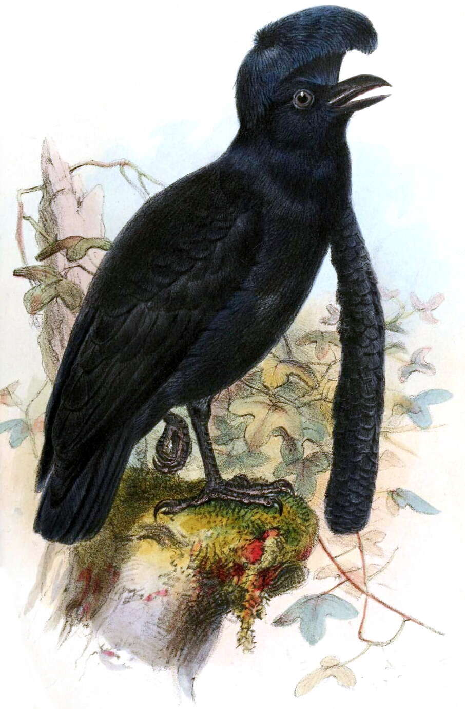 Image of Long-wattled Umbrellabird