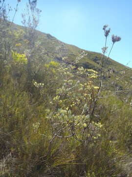 Image of Leucadendron uliginosum subsp. uliginosum