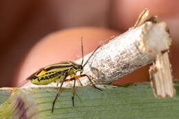 Image of Brachycoleus sexvittatus Reuter 1877