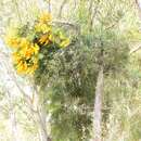 Nuytsia floribunda (Labill.) R. Br.的圖片