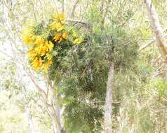 Image of Nuytsia floribunda (Labill.) R. Br.