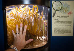 Image of Giant anemone