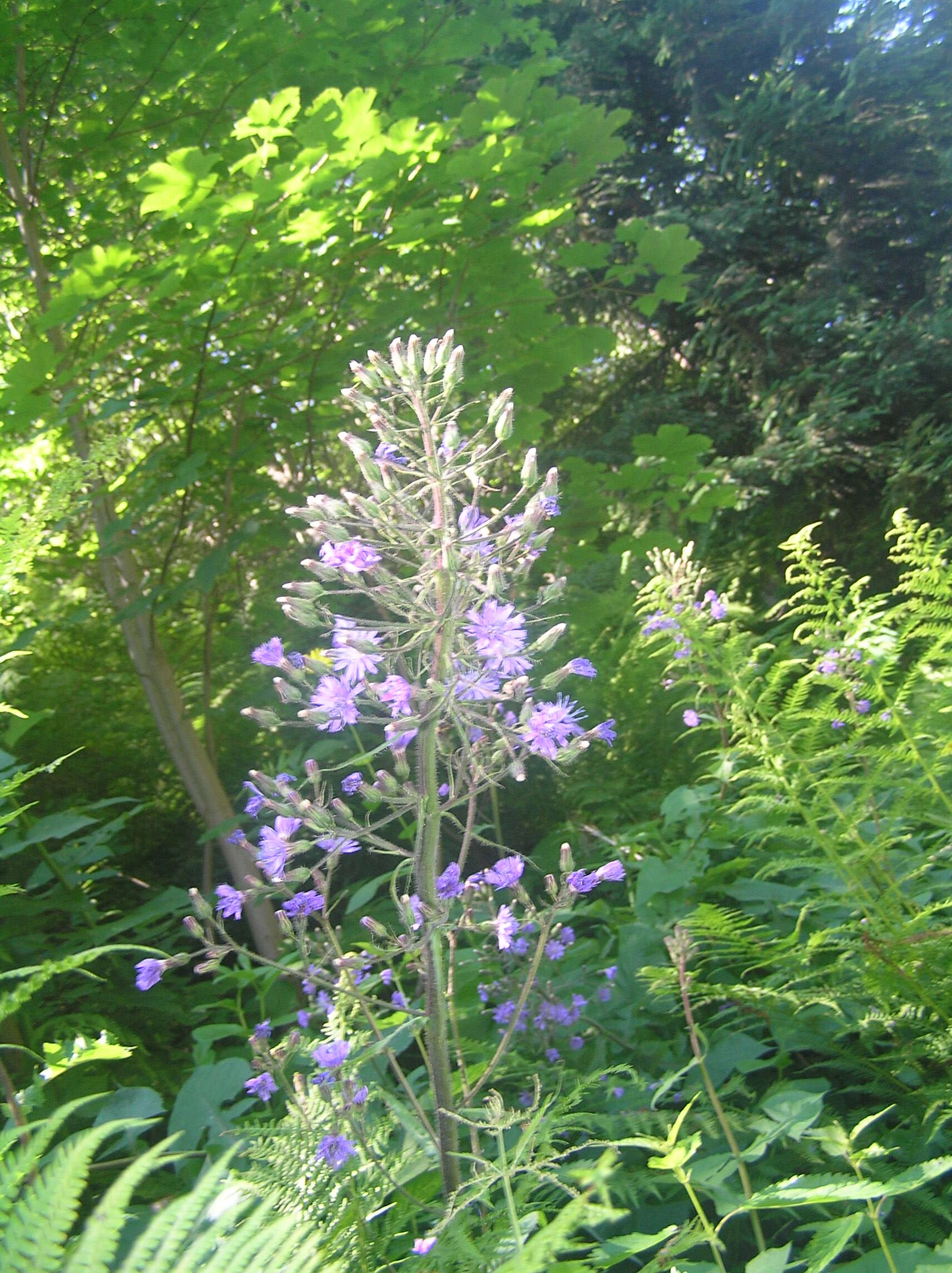 Image of Cicerbita alpina (L.) Wallr.