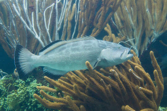 Image of Black Grouper