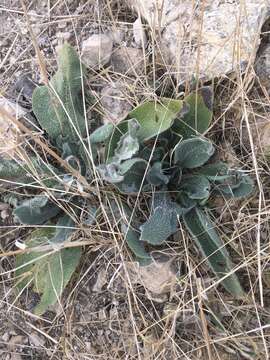 Image of Anchusa strigosa Banks & Sol.