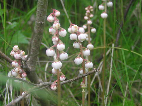 Image of common wintergreen