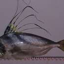Image of Roosterfish
