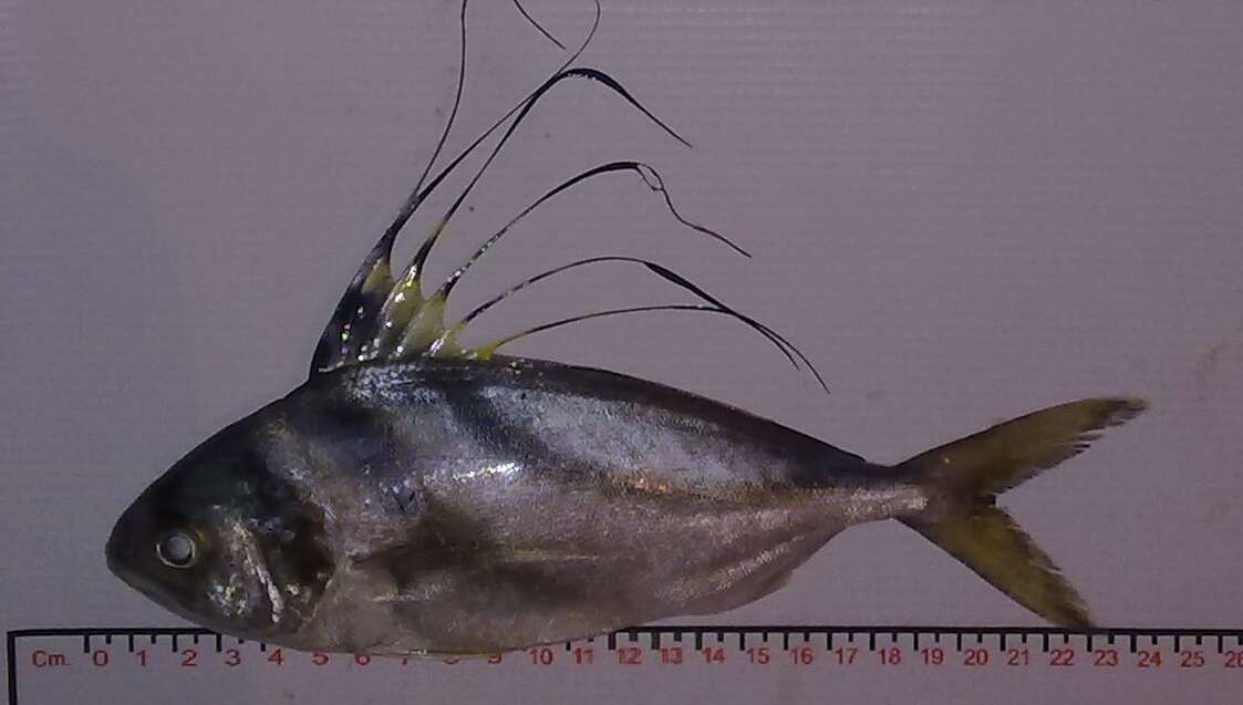 Image of roosterfishes