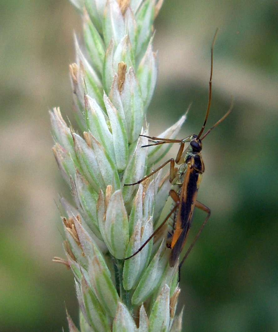 Слика од Leptopterna dolabrata (Linnaeus 1758)