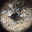 Steatoda capensis Hann 1990的圖片