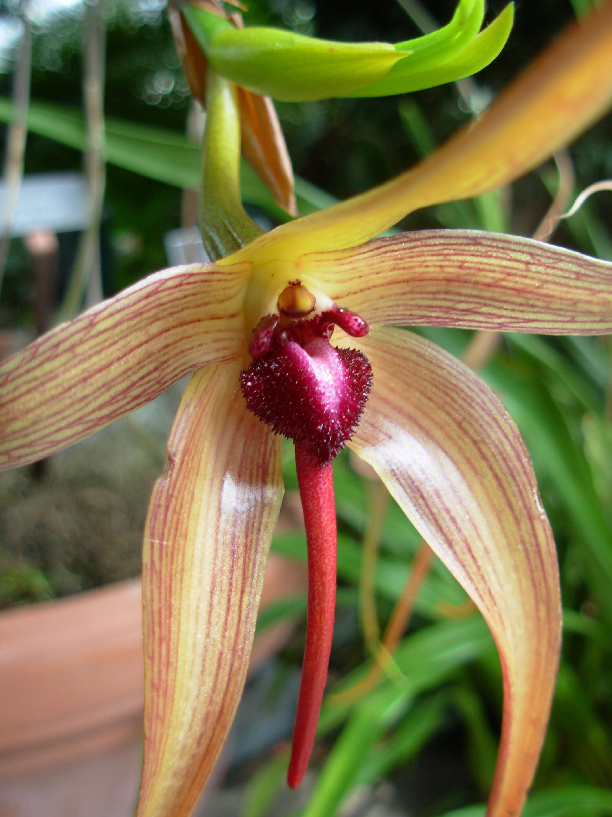 Image of Bulbophyllum echinolabium J. J. Sm.