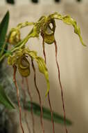 Image de Phragmipedium caudatum (Lindl.) Rolfe