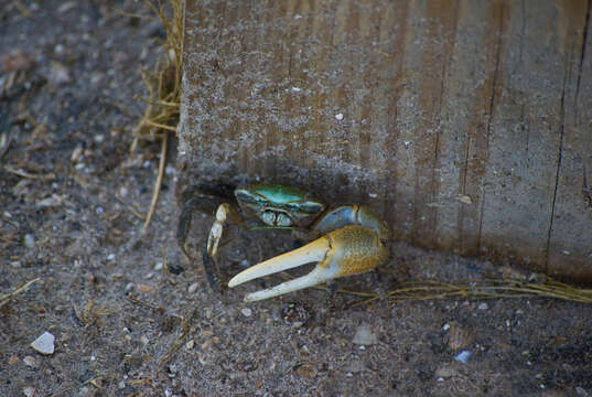 Image of Atlantic Marsh Fiddler Crab