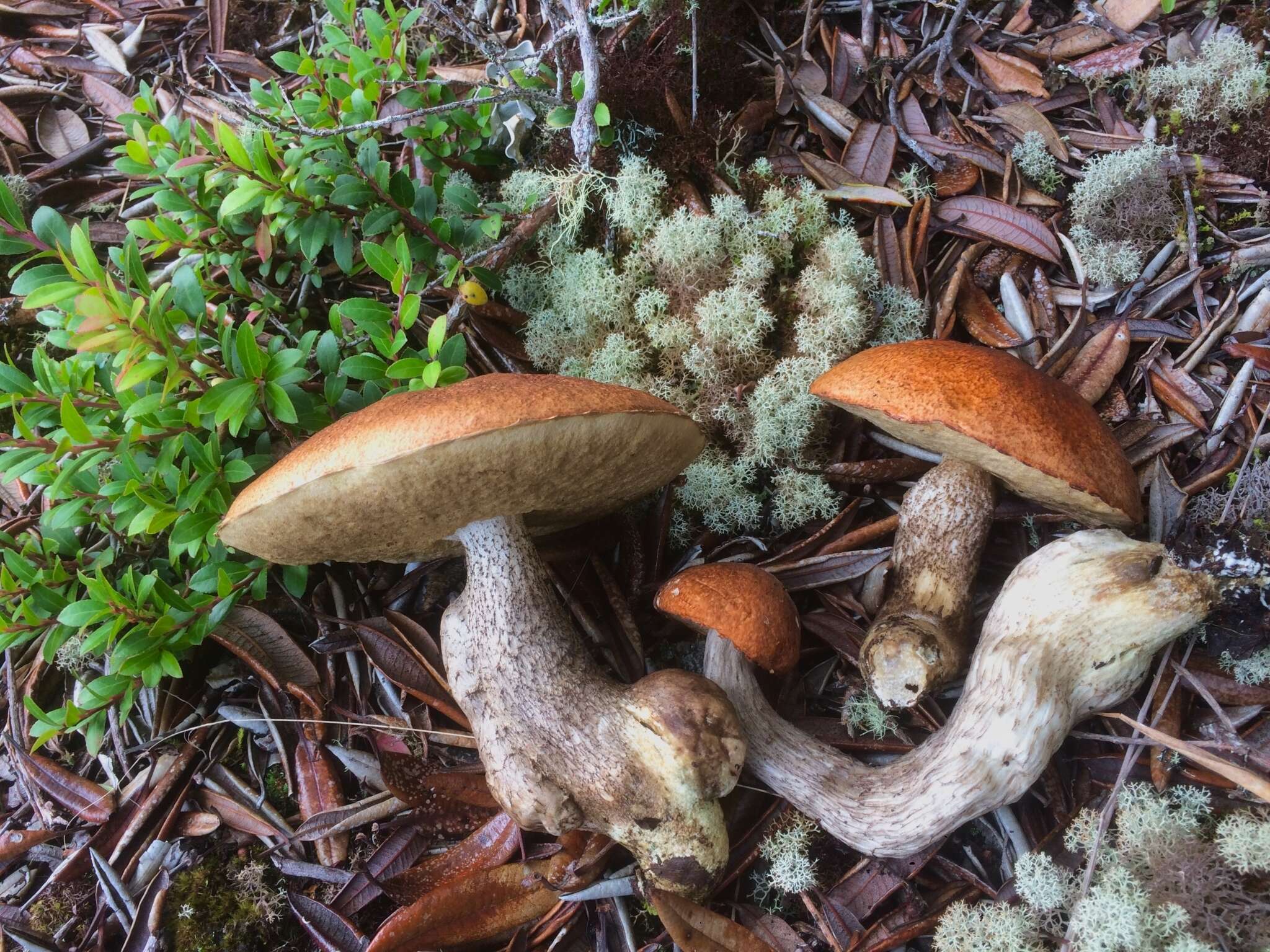 Image of Leccinum monticola Halling & G. M. Muell. 2003