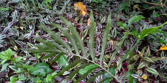 Image of Leptochilus ellipticus (Thunb.) Nooteboom