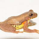 Image of executioner treefrog