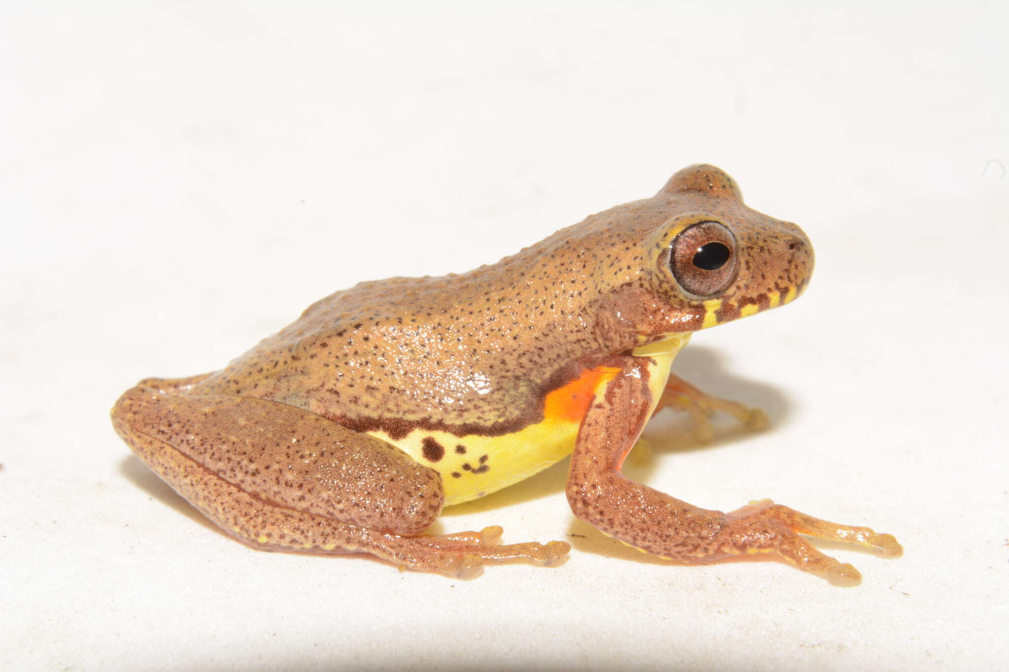 Image of executioner treefrog