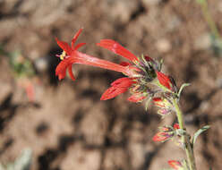 Image of Scarlet Gilia