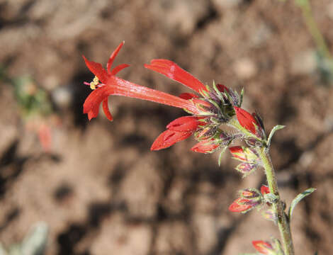 Image of Scarlet Gilia