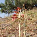 Image of Ungernia sewerzowii (Regel) B. Fedtsch.