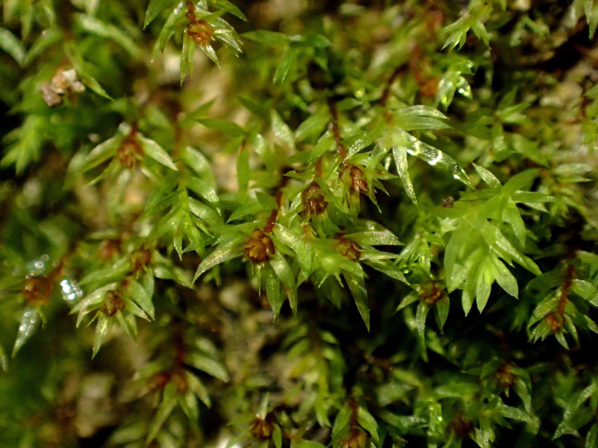 Image of pohlia moss