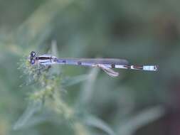 Image of Taiga Bluet