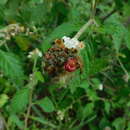 Image of Varronia globosa Jacq.