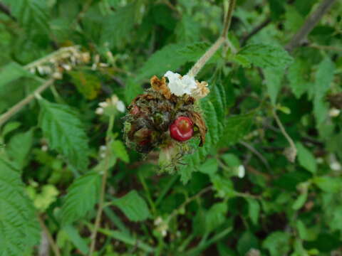 Image of Varronia globosa Jacq.