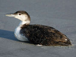 Image of loons