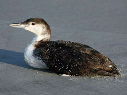 Image of loons